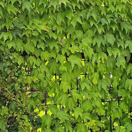 Apartment Residence Bratislava ברטיסלאבה